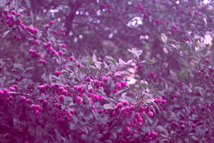 Mystery red berries