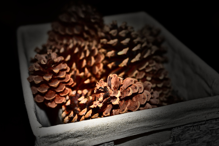 Box o' Pine Cones