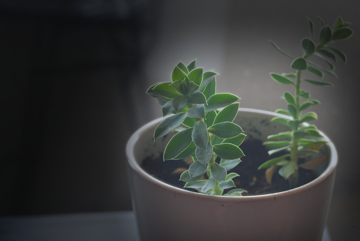 A little Dalmation Toadflax in a pot